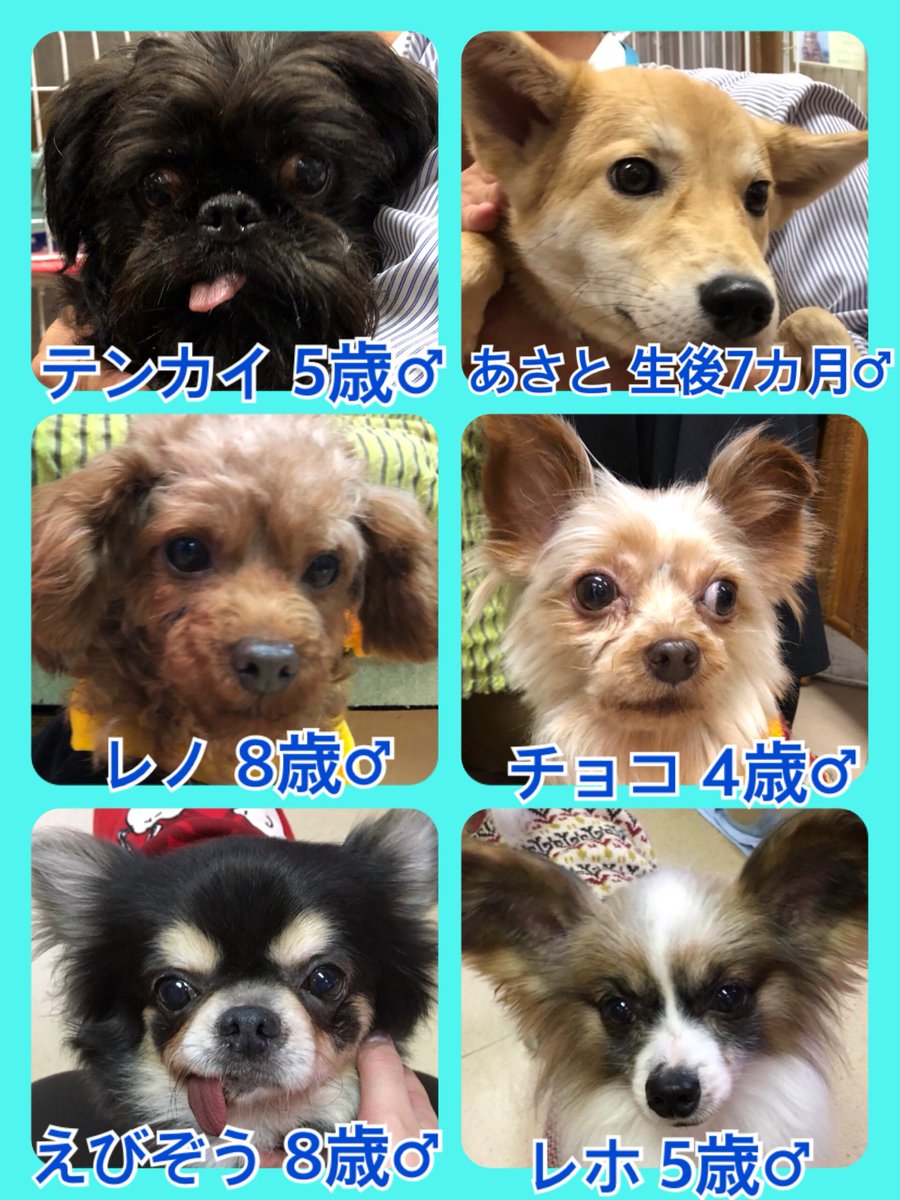 🐾今日の里親様募集中ワンコ🐶メンバーです🐾2019,12,10